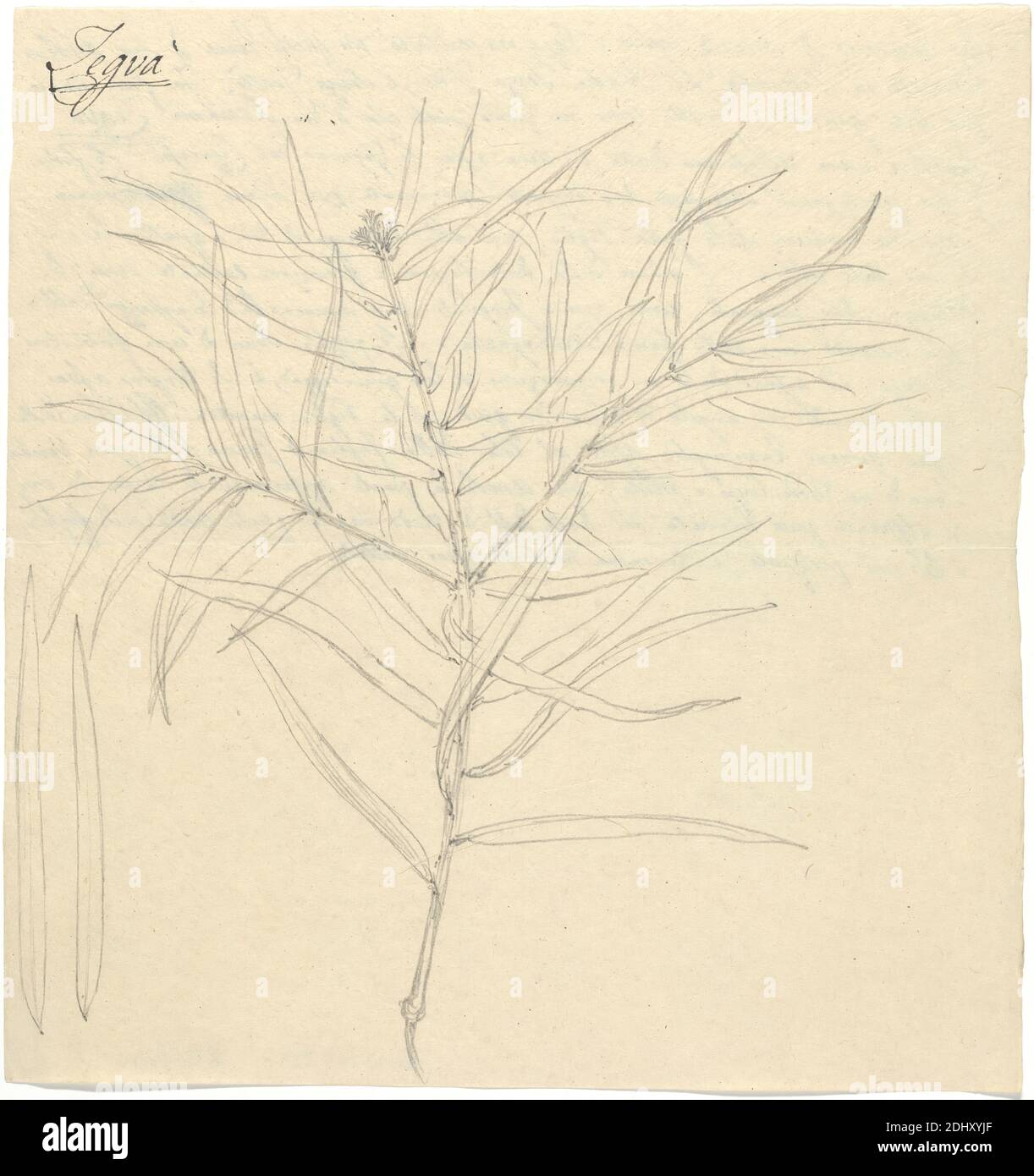 Legva' (Podocarpus gracilior), Luigi Balugani, 1737–1770, Italian, undated, Graphite on medium, slightly textured, cream wove paper, Sheet: 8 7/8 x 8 1/8 inches (22.5 x 20.6 cm), leaves Stock Photo