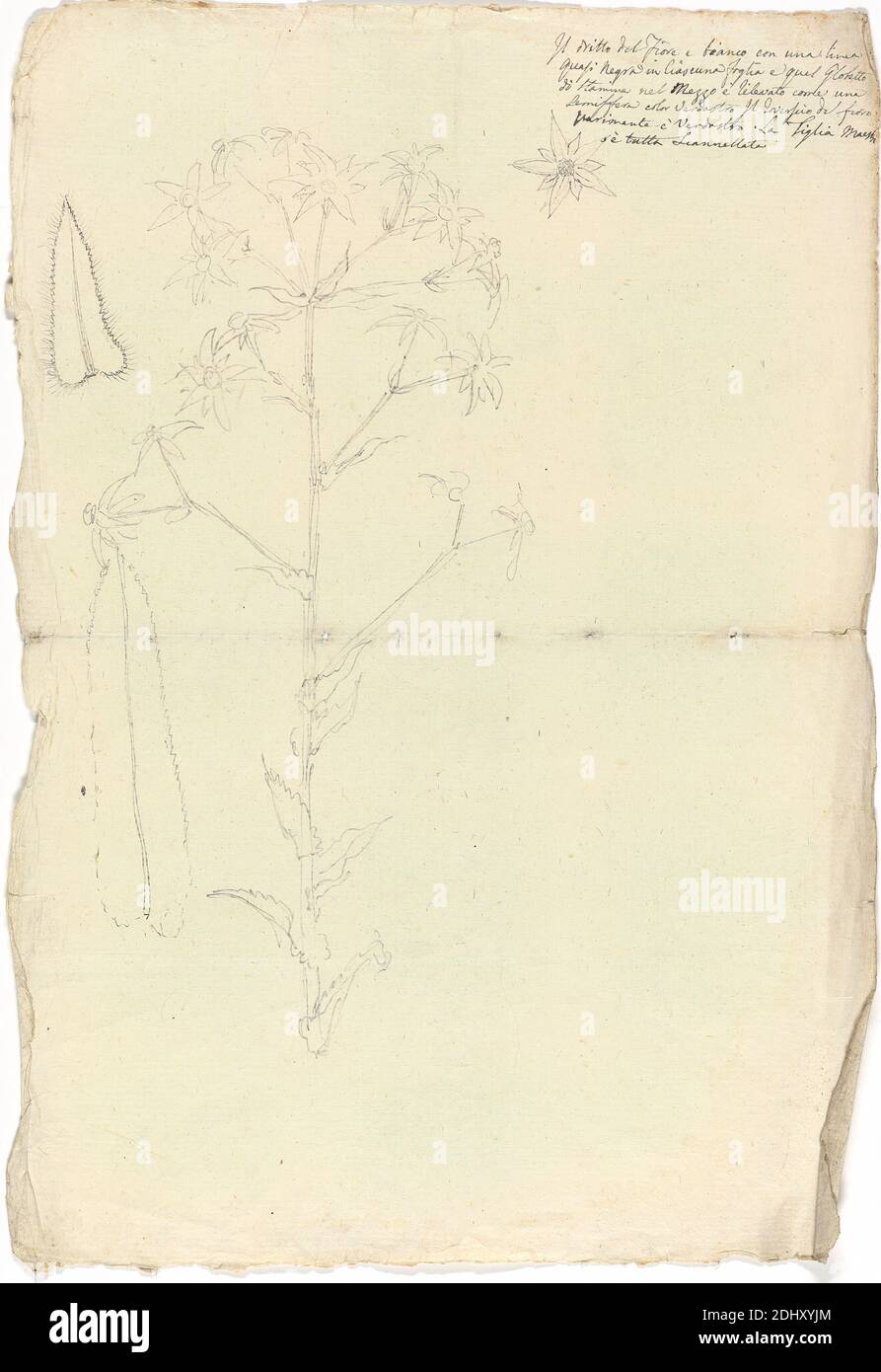 Alepidea Peduncularis, Luigi Balugani, 1737–1770, Italian, undated, Graphite on moderately thick, moderately textured, cream laid paper, Sheet: 13 1/2 x 9 1/8 inches (34.3 x 23.2 cm), flowers (plants), herbs Stock Photo