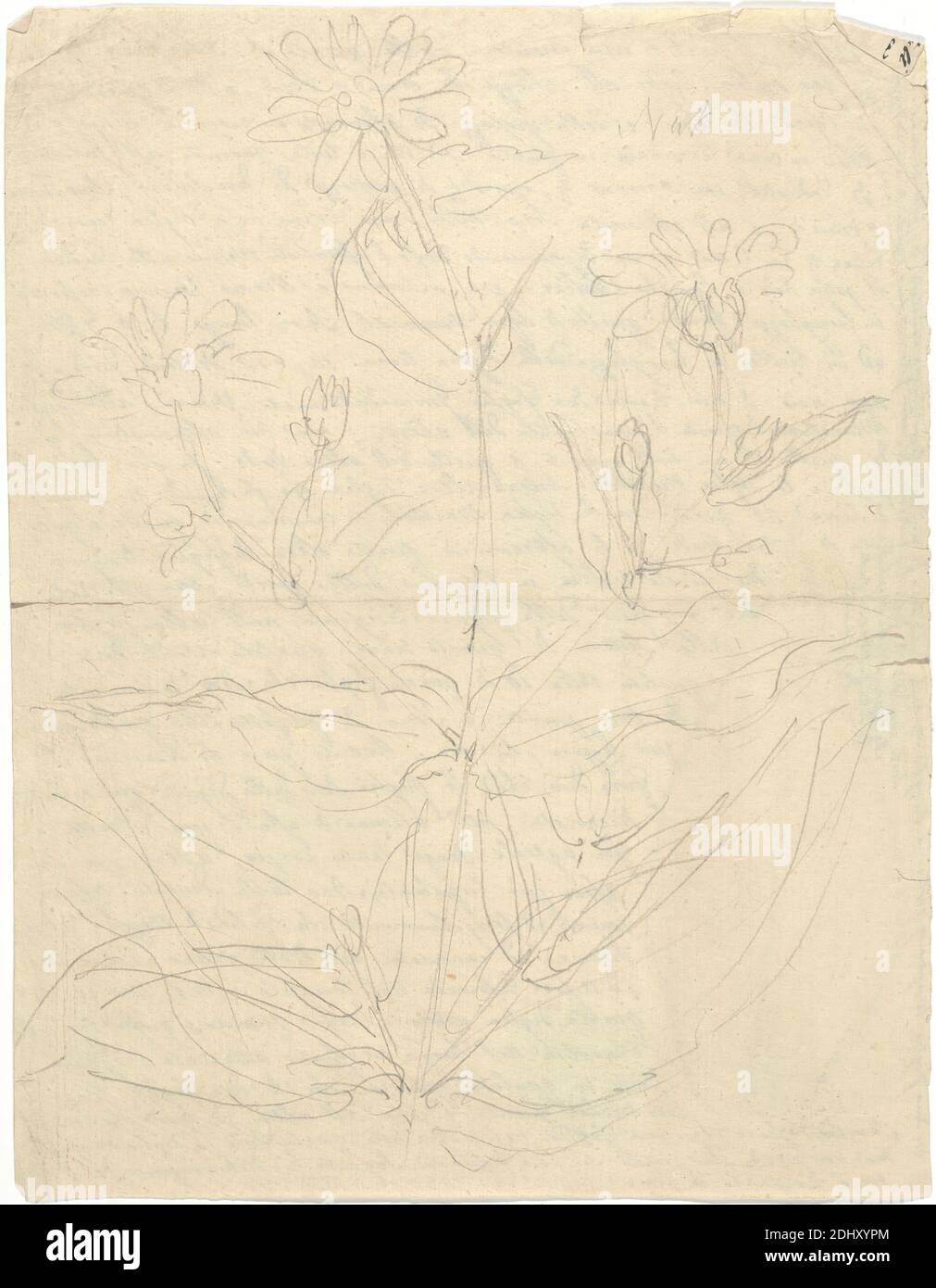 Nuk (Guizotia abyssinica), Luigi Balugani, 1737–1770, Italian, undated, Graphite on medium, slightly textured, beige laid paper, Sheet: 8 3/4 × 6 3/4 inches (22.2 × 17.1 cm), flowers (plants), leaves, oil Stock Photo