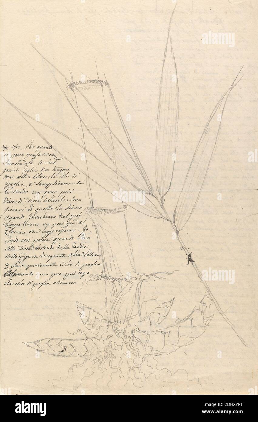 Arundinaria alpina, Luigi Balugani, 1737–1770, Italian, undated, Graphite on medium, slightly textured, cream laid paper, Sheet: 12 × 7 7/8 inches (30.5 × 20 cm), botanical subject Stock Photo