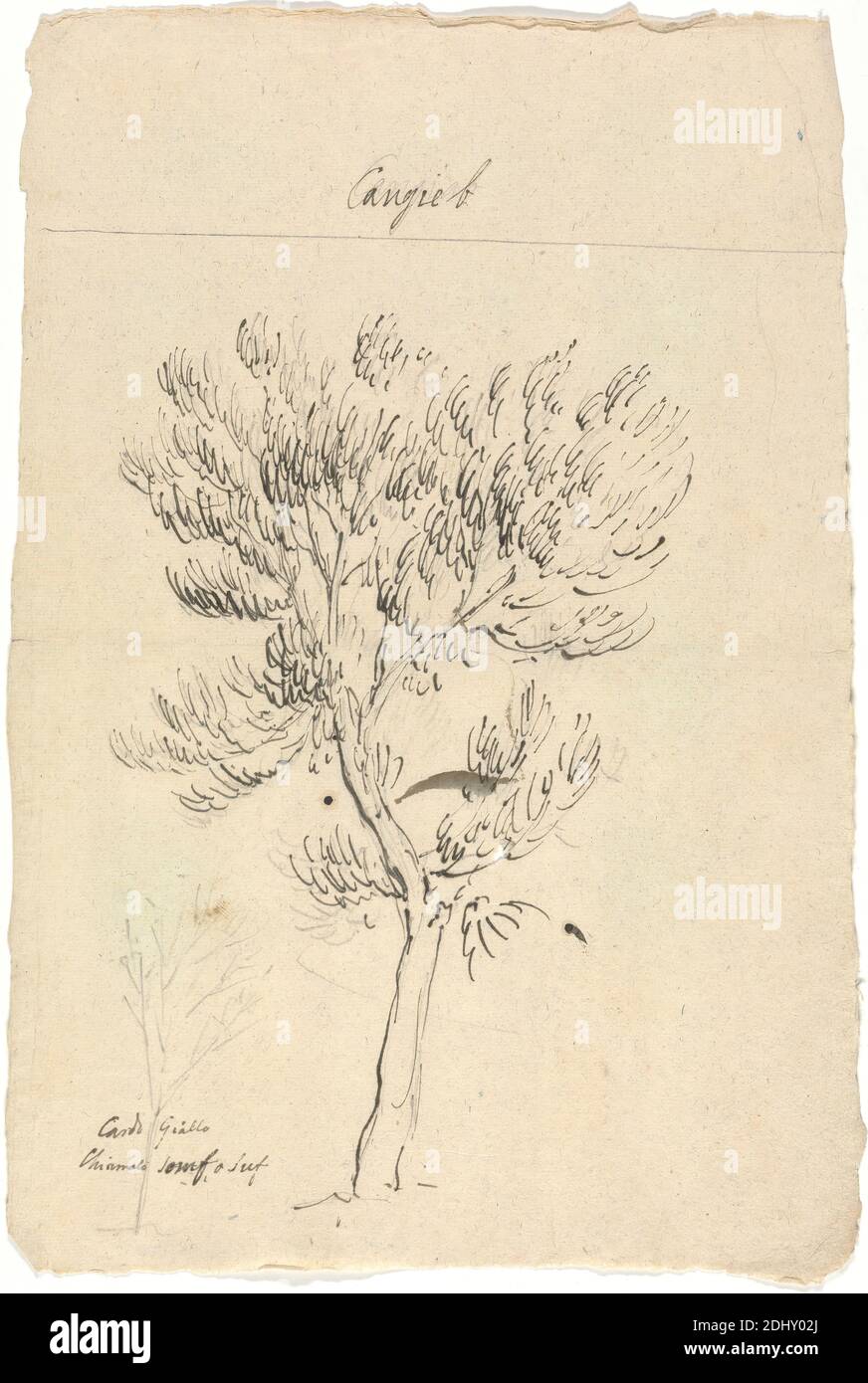 Juniperus Procera, Luigi Balugani, 1737–1770, Italian, undated, Graphite and pen and brown ink on medium, moderately textured, beige laid paper, Sheet: 12 1/4 × 8 inches (31.1 × 20.3 cm), cypress, juniper, thistle, trees Stock Photo