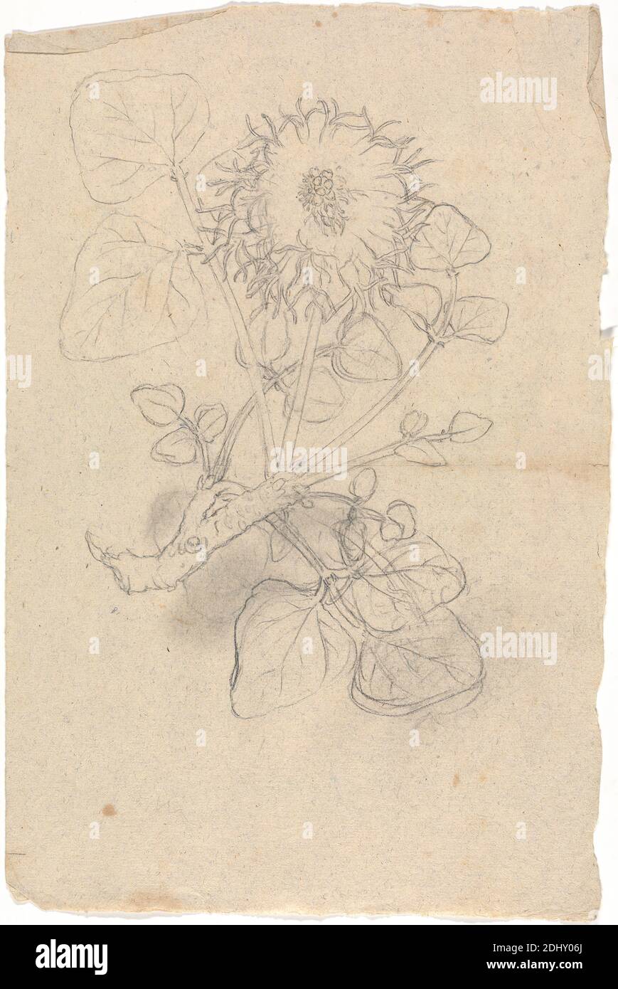 Erythrina Abyssinica, Luigi Balugani, 1737–1770, Italian, undated, Graphite on medium, moderately textured, beige laid paper, Sheet: 12 1/4 × 7 7/8 inches (31.1 × 20 cm), branches, leaves, pod Stock Photo