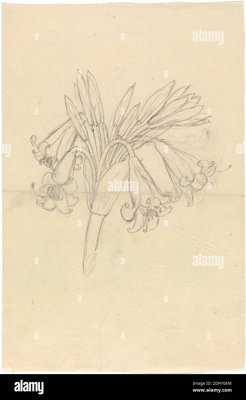 Crinum Schimperi, Luigi Balugani, 1737–1770, Italian, undated, Graphite on medium, slightly textured, cream wove paper, Sheet: 12 × 7 7/8 inches (30.5 × 20 cm), flowers (plants), leaves, lilies Stock Photo