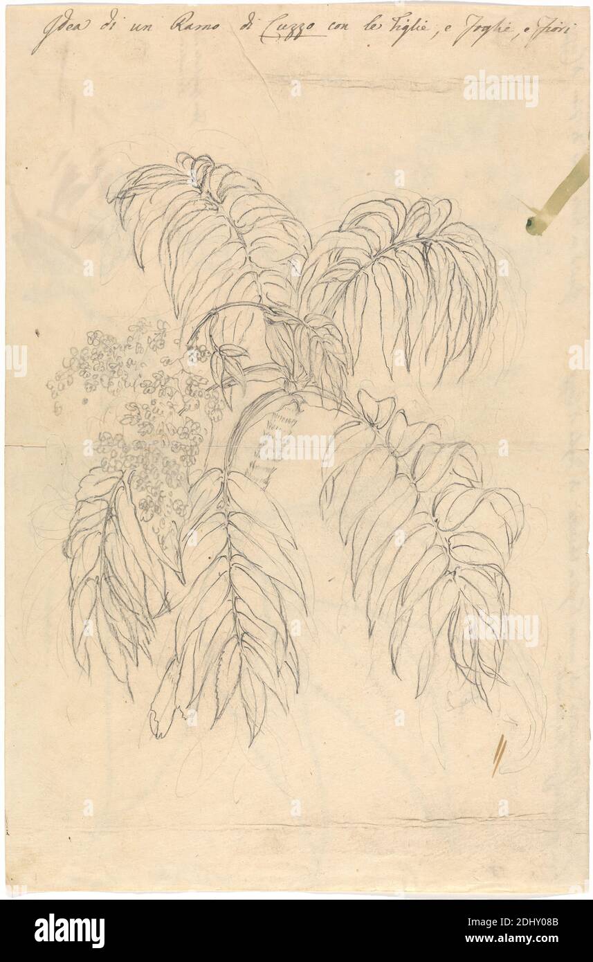Cuzzo (Hagenia abyssinica), Luigi Balugani, 1737–1770, Italian, undated, Graphite and watercolor on medium, slightly textured, cream wove paper, Sheet: 11 7/8 × 7 7/8 inches (30.2 × 20 cm), details, flowers (plants), leaves Stock Photo