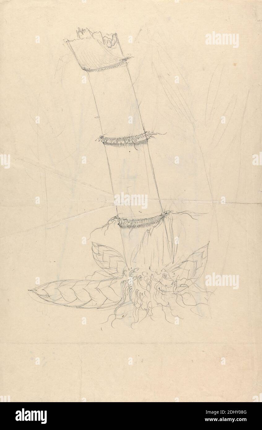 Arundinaria alpina, Luigi Balugani, 1737–1770, Italian, undated, Graphite on medium, slightly textured, cream laid paper, Sheet: 12 × 7 7/8 inches (30.5 × 20 cm), botanical subject Stock Photo