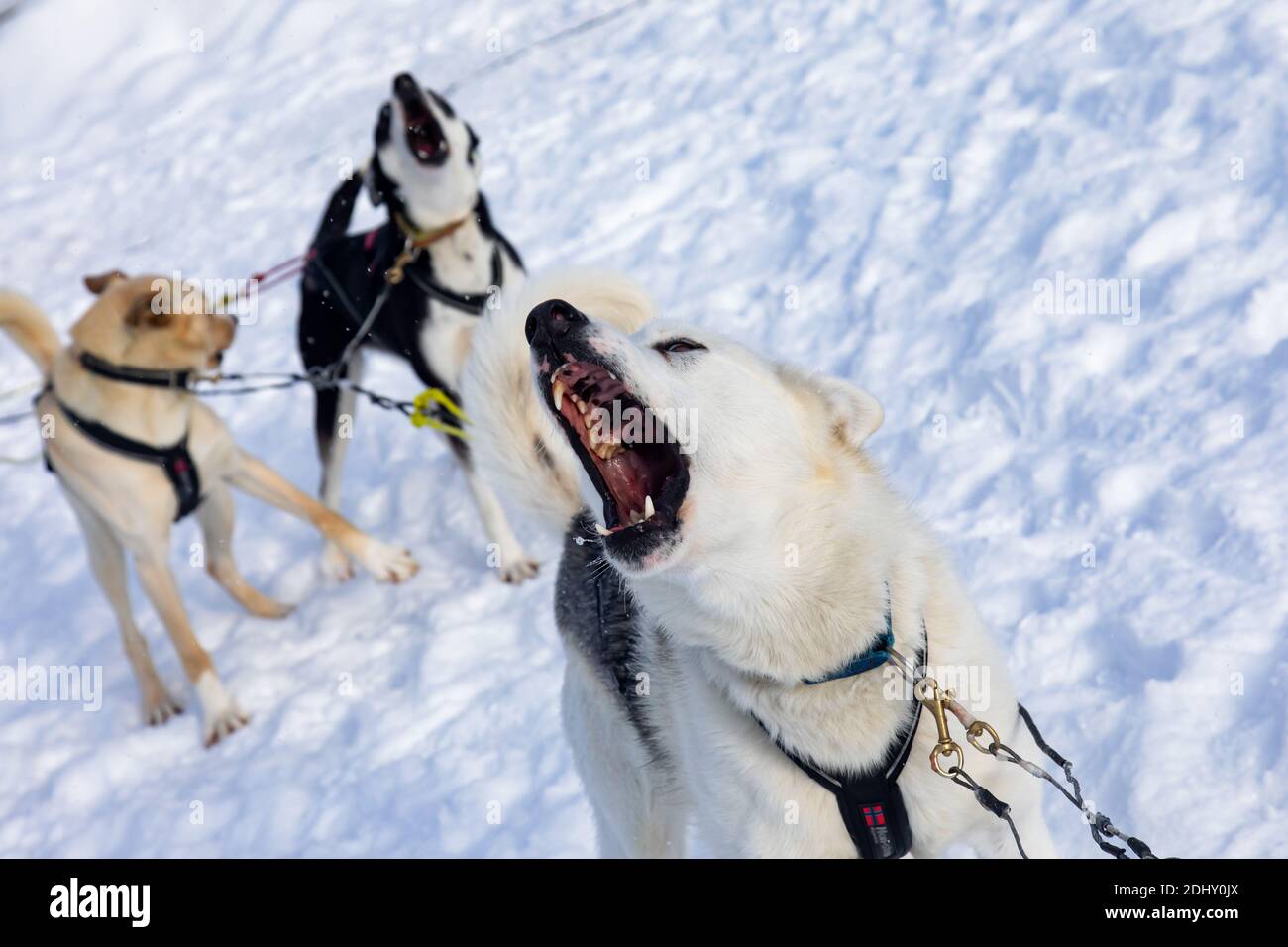 Close up of alaskan husky. Dogs are used for sled safaris in Kiruna province, Lapland, Sweden Stock Photo
