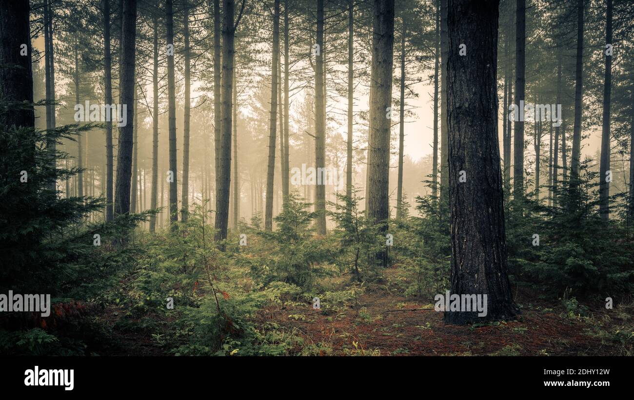 Misty Pine Woodland, Wheldrake Wood, York Stock Photo