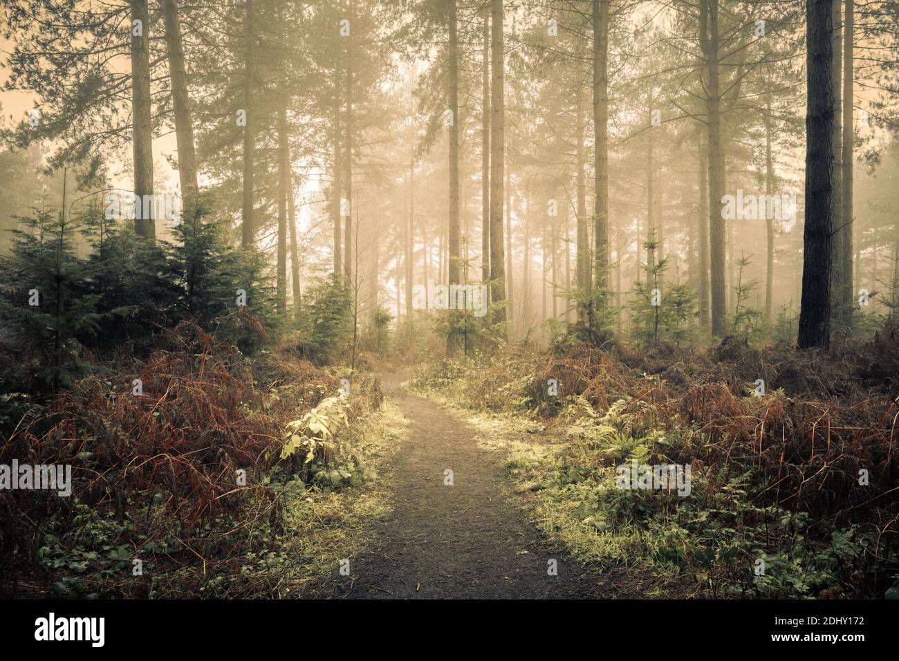 Woodland Path in Wheldrake Wood, York Stock Photo