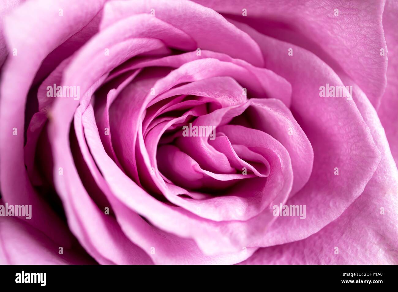 Macro shot of pink rose bud petals as abstract natural background Stock Photo
