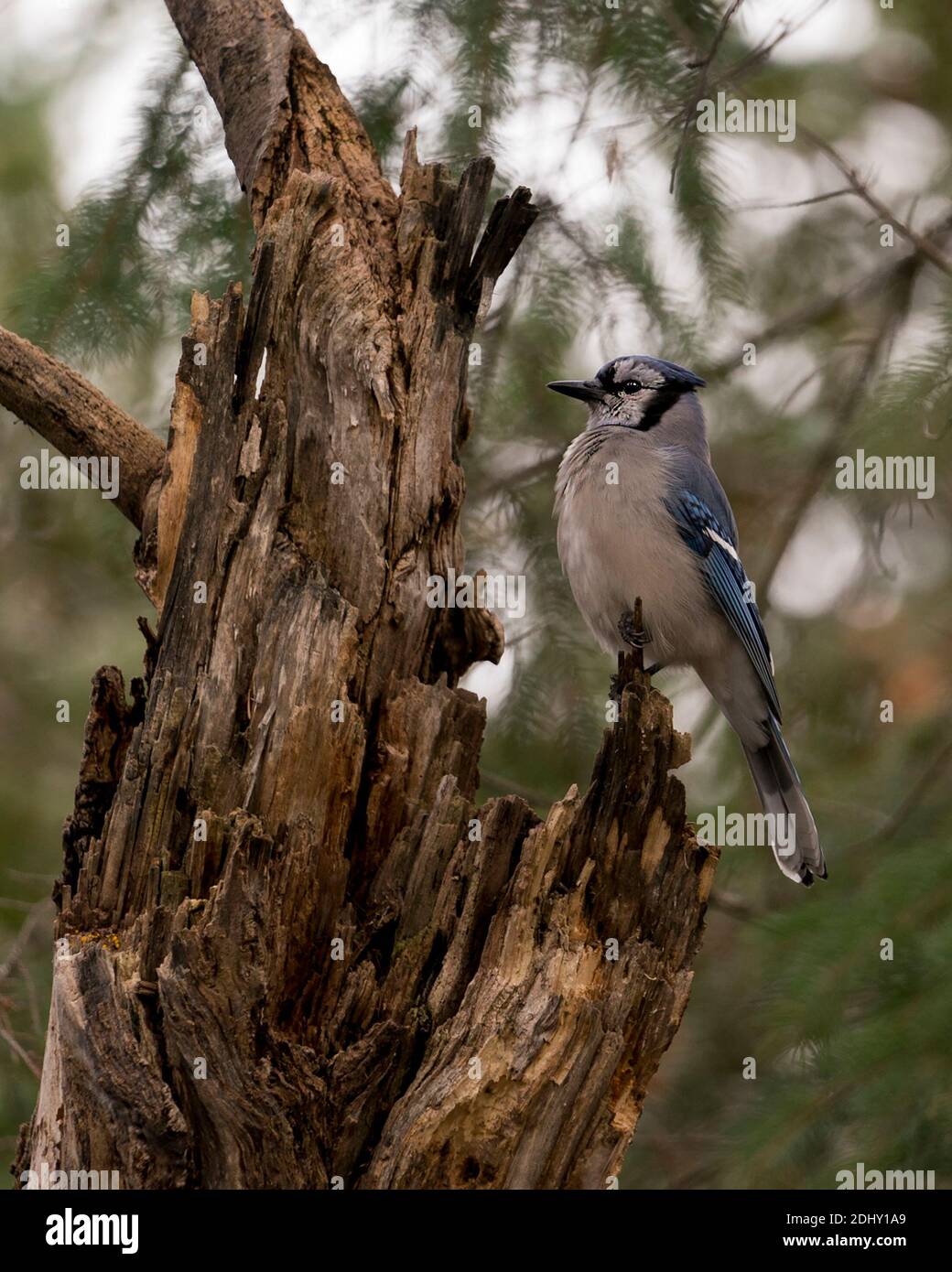 Blue Jay perched on a branch with a blur background in the forest environment and habitat. Stock Photo