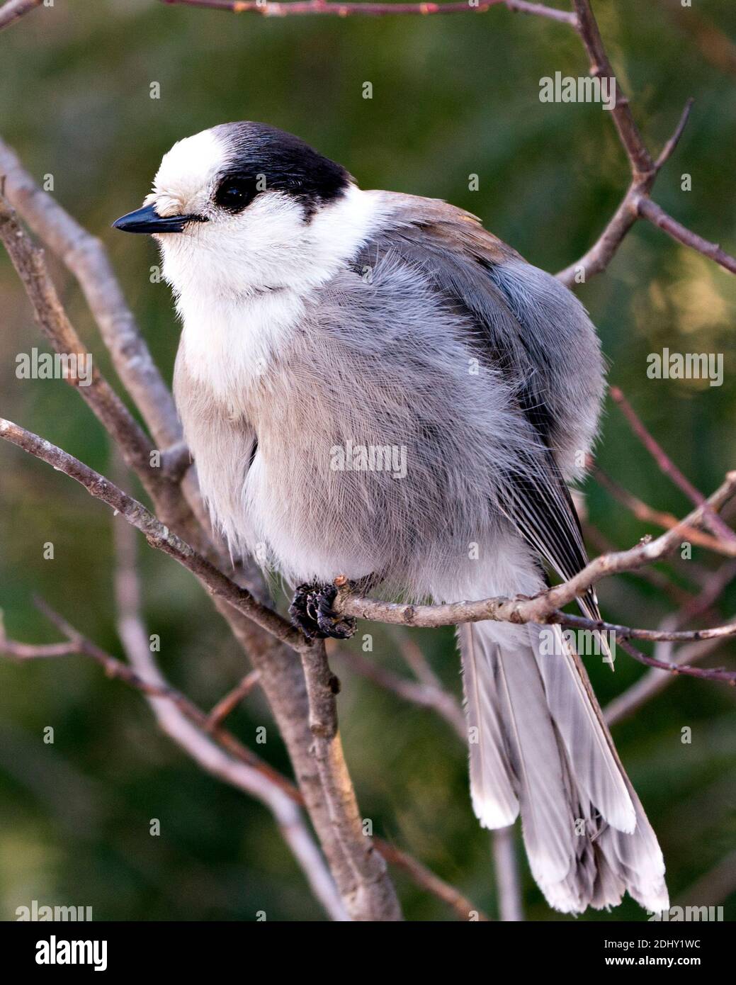 Gray Jay close-up profile view perched on a tree branch in its environment and habitat, displaying a ball of grey feather plumage and bird tail. Stock Photo
