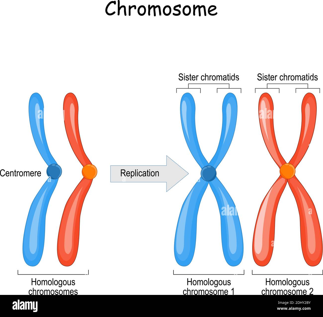 difference between homologous chromosomes, a pair of homologous chromosomes, and also Sister chromatids. Vector diagram for education Stock Vector