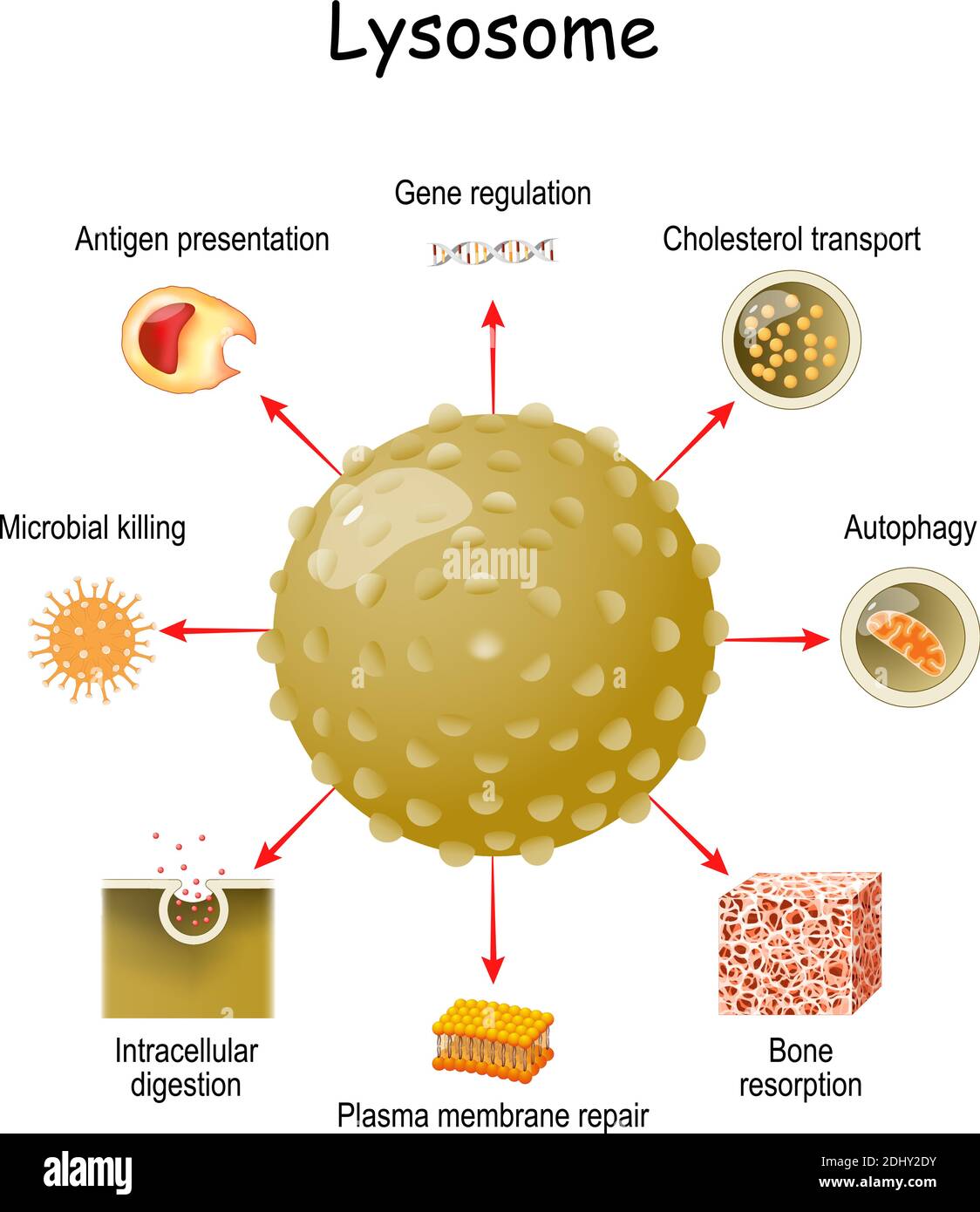 lysosome Function. multitask lysosome from intracellular digestion, and autophagy to antigen presentation, bone matrix resorption, and plasma membrane Stock Vector