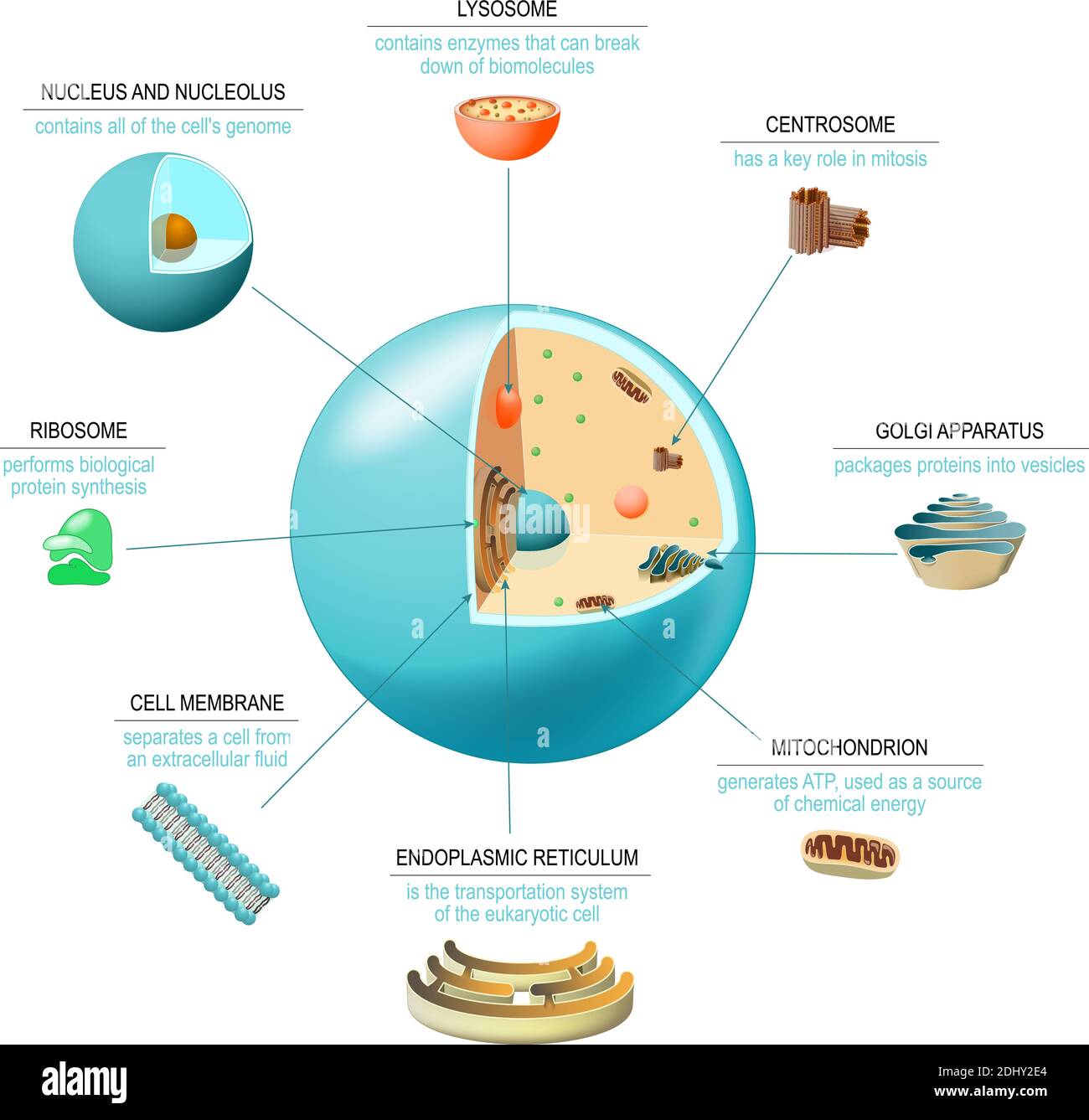 Cell anatomy. Structure and organelles of human's cell. Cross sections of animal cell: nucleus, nucleolus, mitochondria, centresome, golgi apparatus Stock Vector