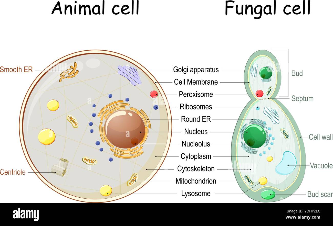 fungal cell vs animal cell