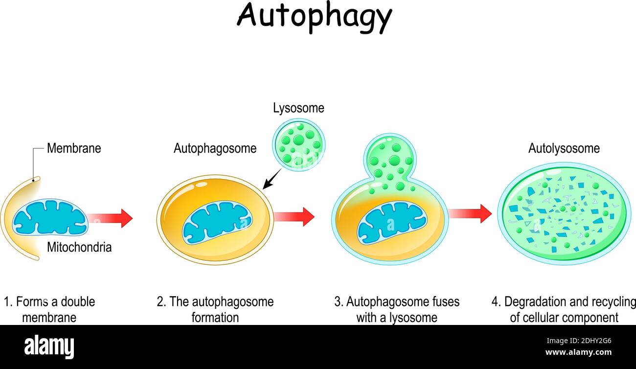 Autophagy steps. Schematic diagram. Natural mechanism in the cell that removes unnecessary components. Vector illustration Stock Vector