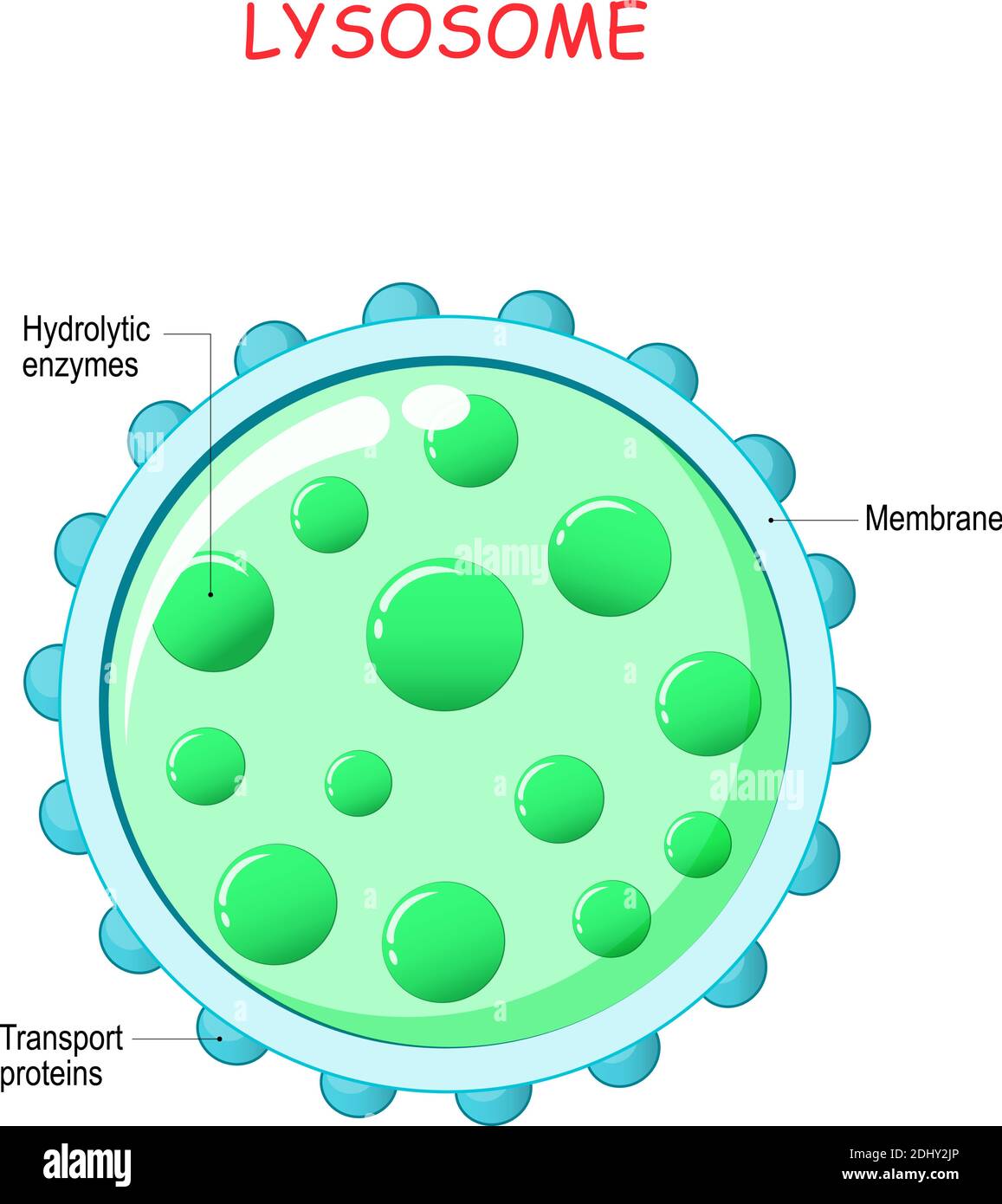 lysosome anatomy. Hydrolytic enzymes, Membrane and transport proteins. This organelle use the enzymes to break-down virus particles or bacteria Stock Vector