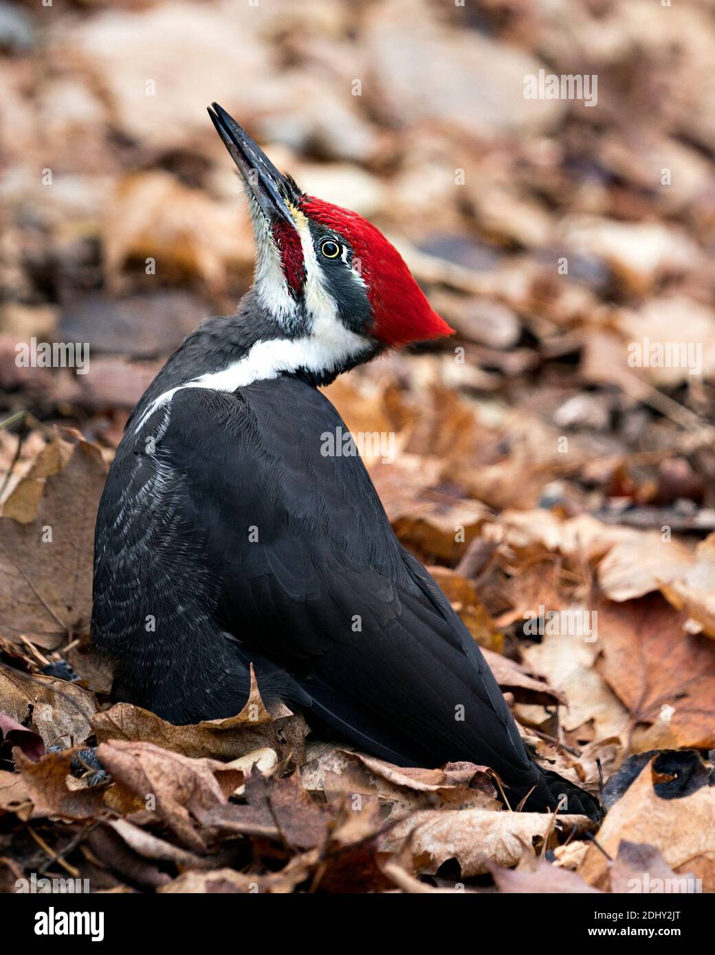 Woodpecker bird close-up profile view with a brown leaves background in its environment and habitat. Woodpecker stock photos. Image. Picture. Portrait Stock Photo