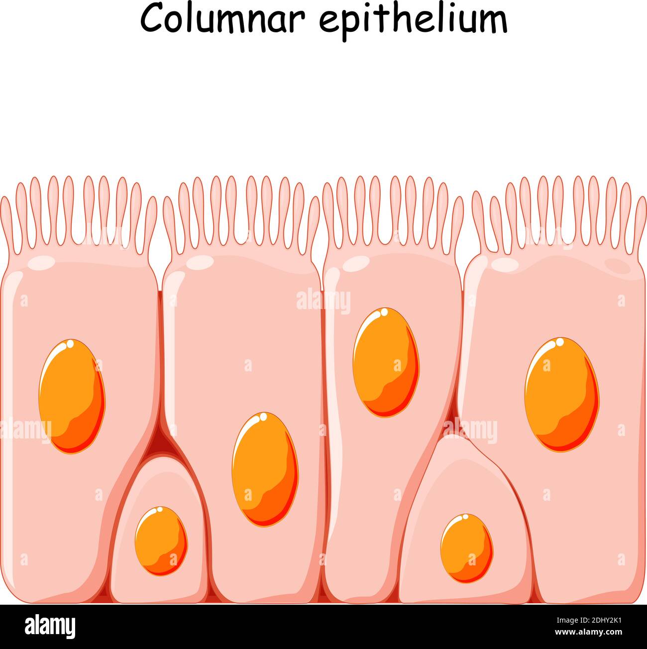 Ciliated columnar epithelium. epithelial cells forms the lining of the stomach and intestines, duodenum, fallopian tubes, uterus Stock Vector