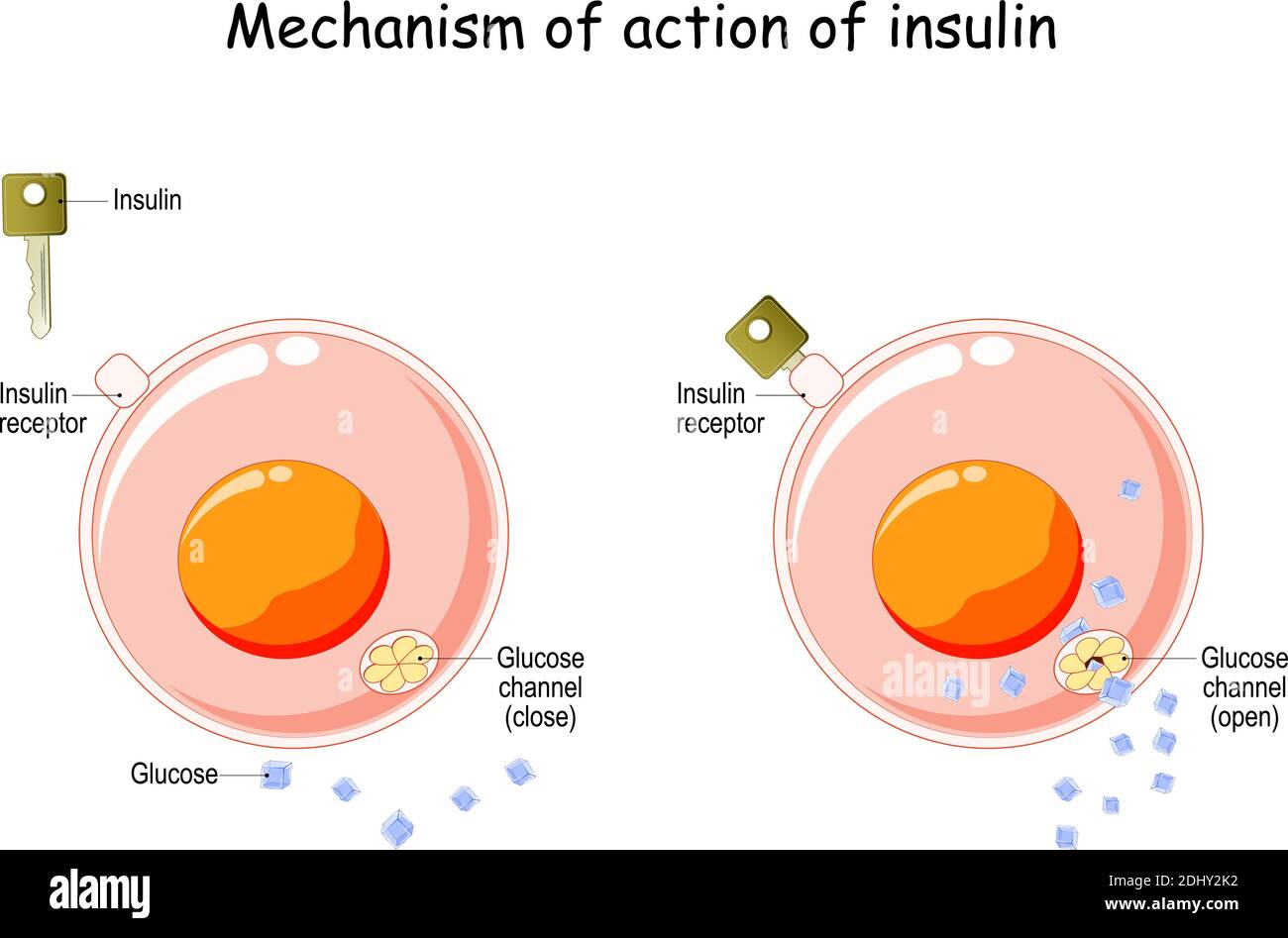 Mechanism of action of insulin in the cell. Insulin regulates the metabolism and is the key that unlocks the glucose channel. How does insulin work Stock Vector