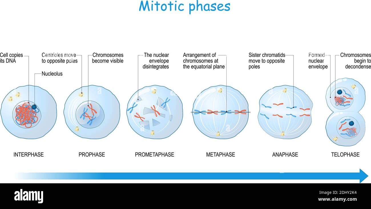 mitosis stages from Interphase, Prophase, and Prometaphase to Metaphase, Anaphase, and Telophase. cell division. Vector illustration Stock Vector