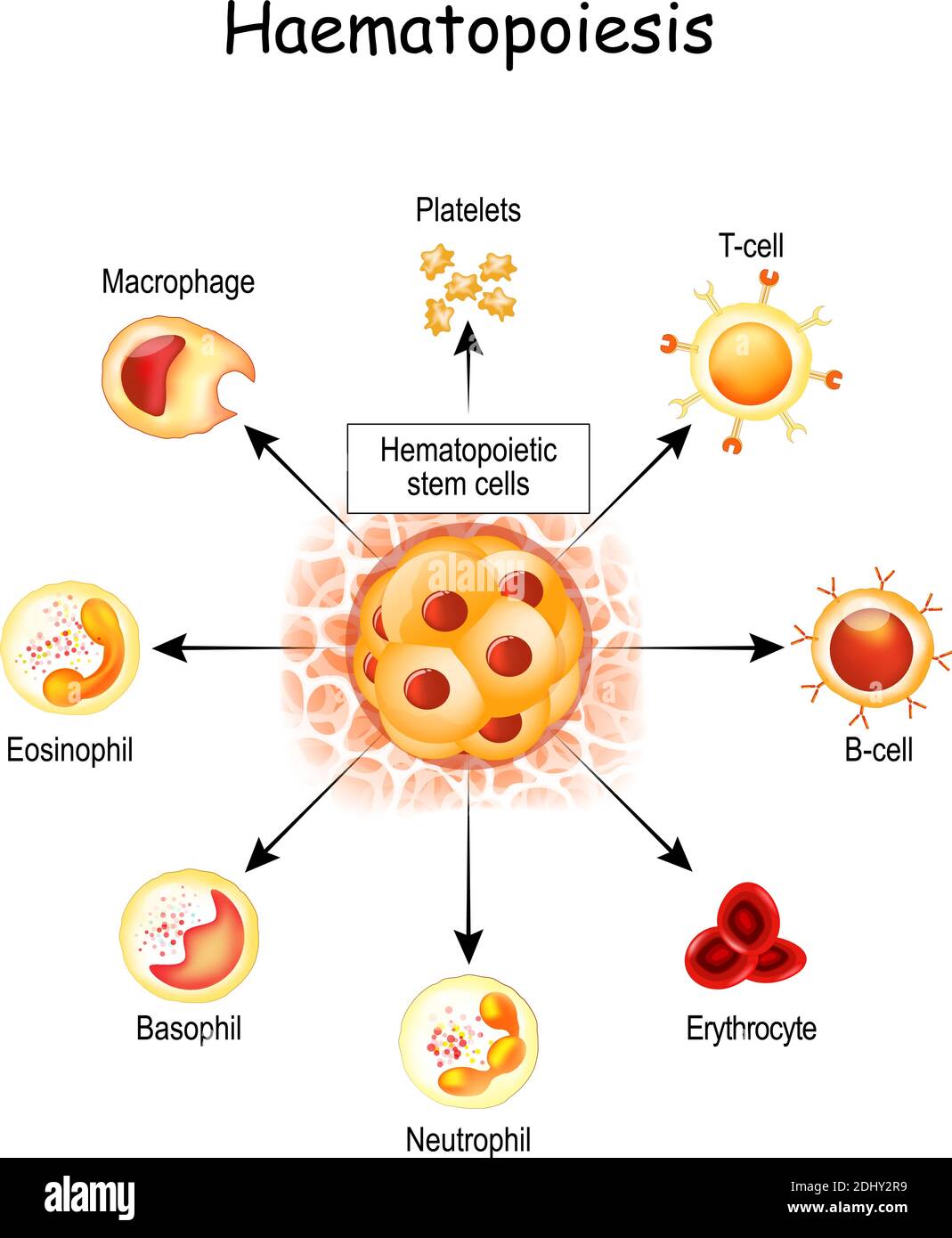 Haematopoiesis is the formation of blood cells. All cellular blood components are derived from hematopoietic stem cells. hemocytoblast Stock Vector