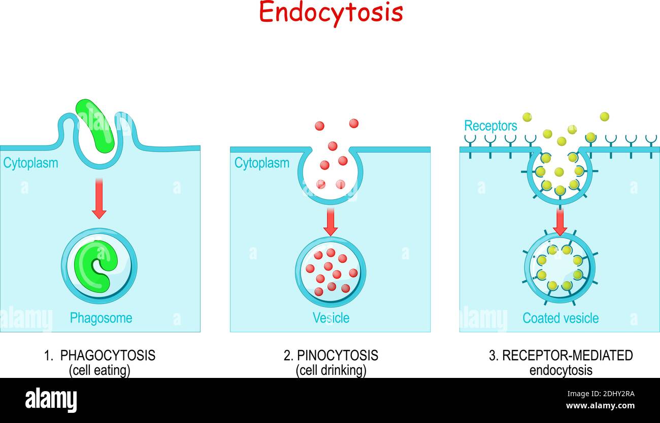 endocytosis. phagocytosis is cell eating, pinocytosis is a cell drinking, receptor-mediated endocytosis - when cells absorb metabolites, hormones Stock Vector