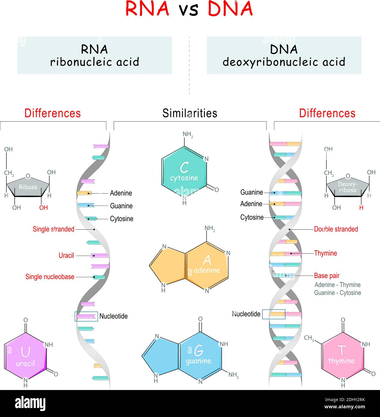 DNA vs RNA comparison. Similarities and Differences. infographic ...