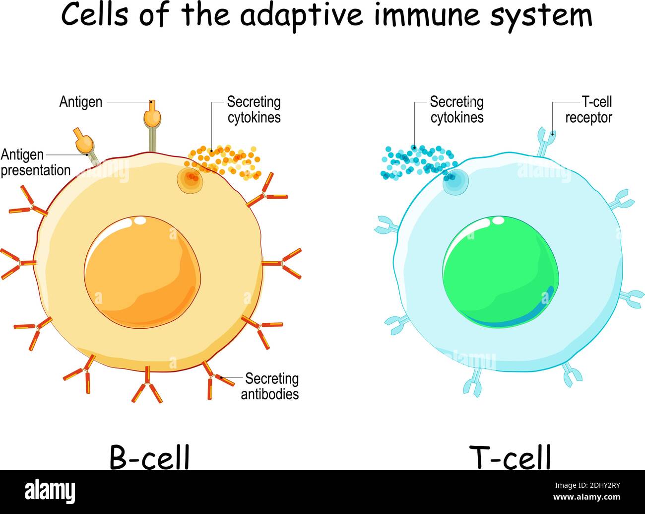 Cells of Adaptive immune system (immune response). B lymphocyte and T-cell. Types, and function of lymphocytes. Infographics. Vector illustration Stock Vector