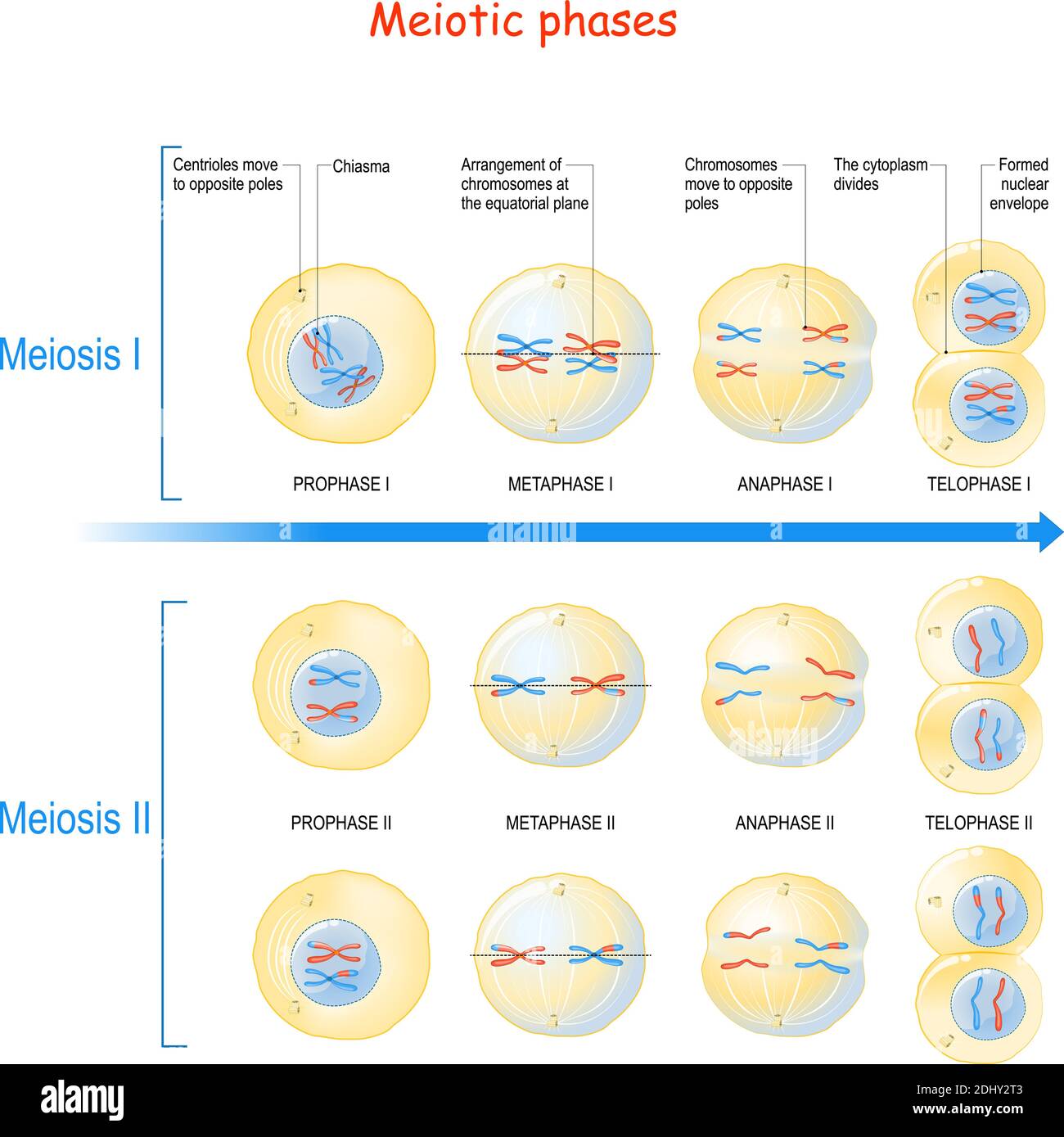 Meiosis is a cell division in sexually reproducing organisms for