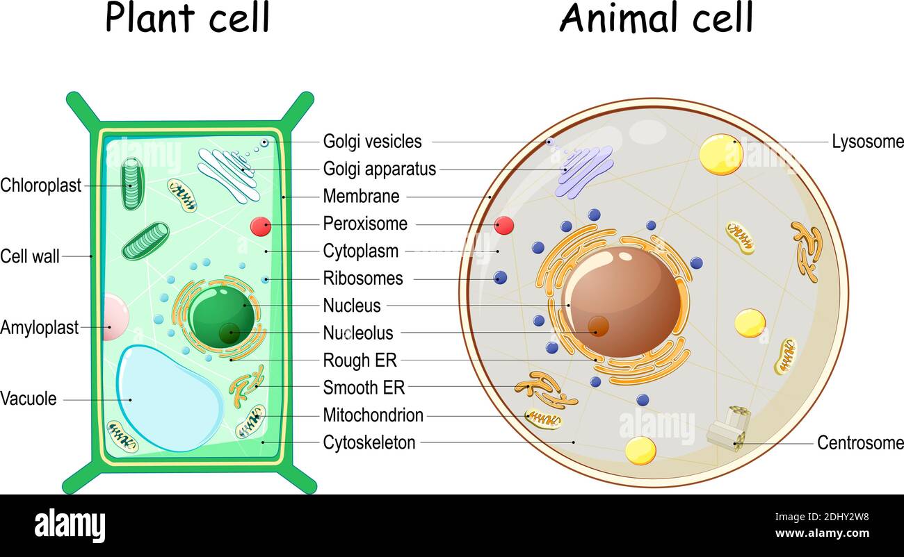 Plant Cell and Animal cell structure. cross section and anatomy of cell. Biology Chart. Vector illustration on a white background. detailed diagram Stock Vector