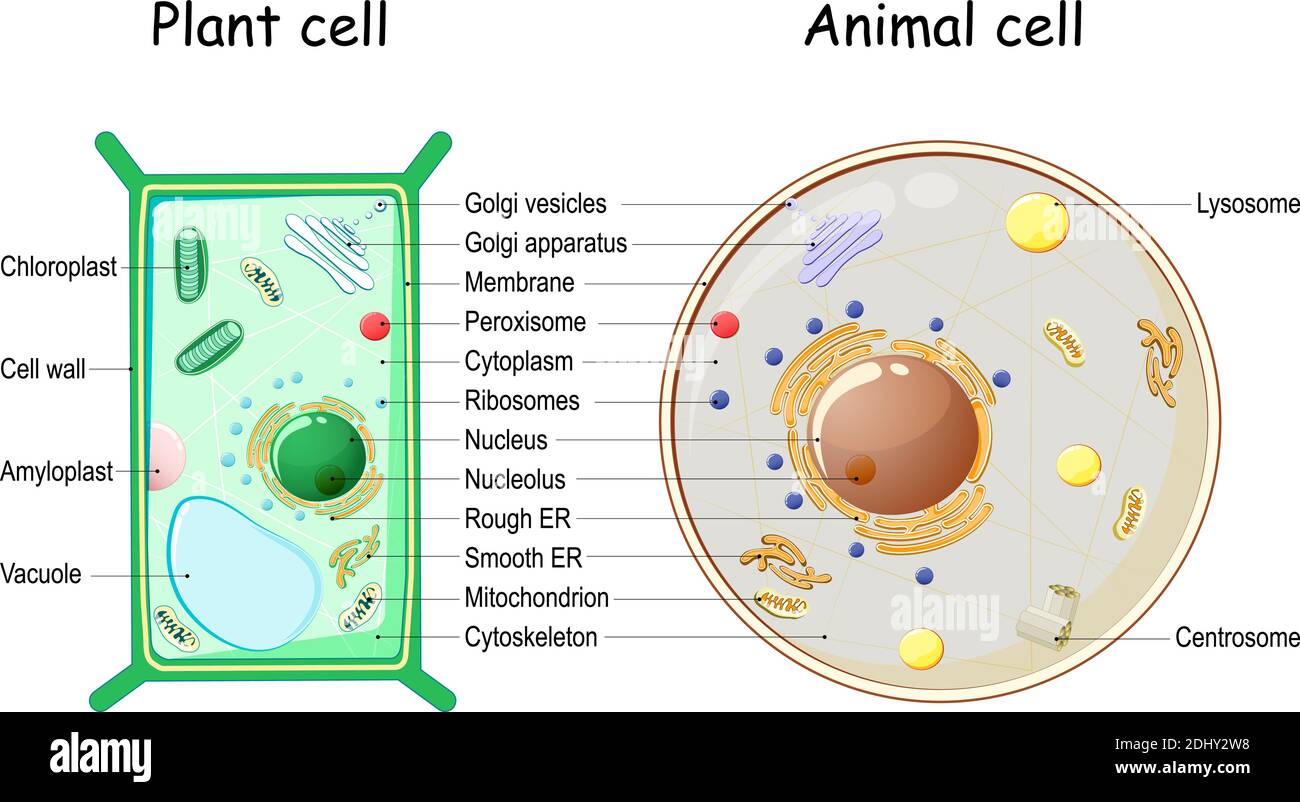 animal cell diagram and functions