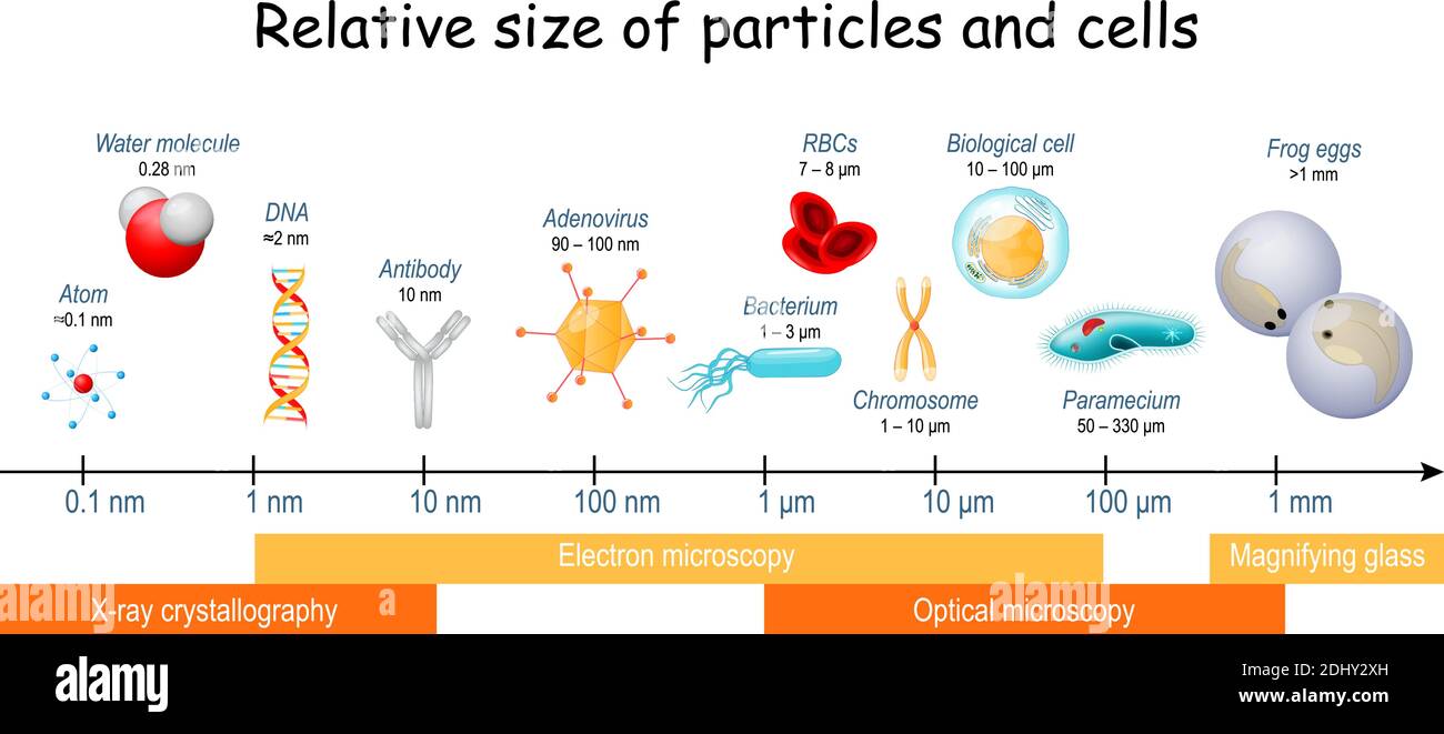 comparison of Relative size of particles and cells on biological scale. different sizes of biological cells, bacteria, and viruses Stock Vector