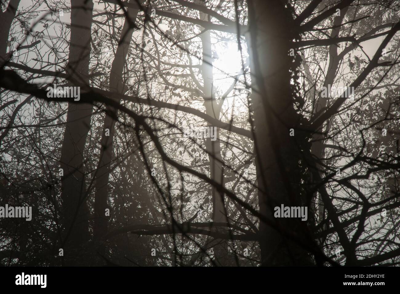 Foggy dark landscape showing some trees and branches Stock Photo - Alamy