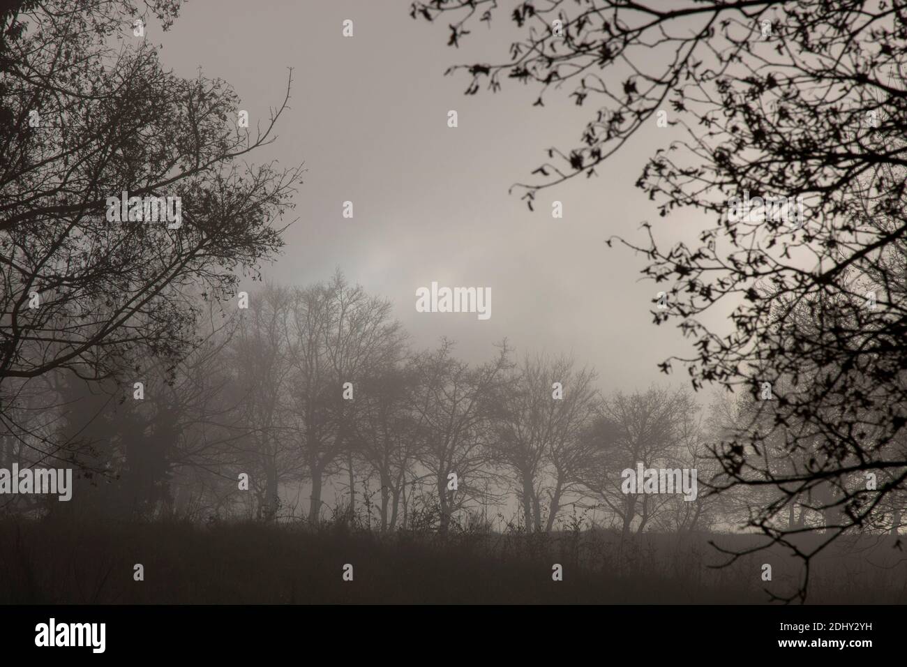 Foggy dark landscape showing some trees and branches Stock Photo - Alamy