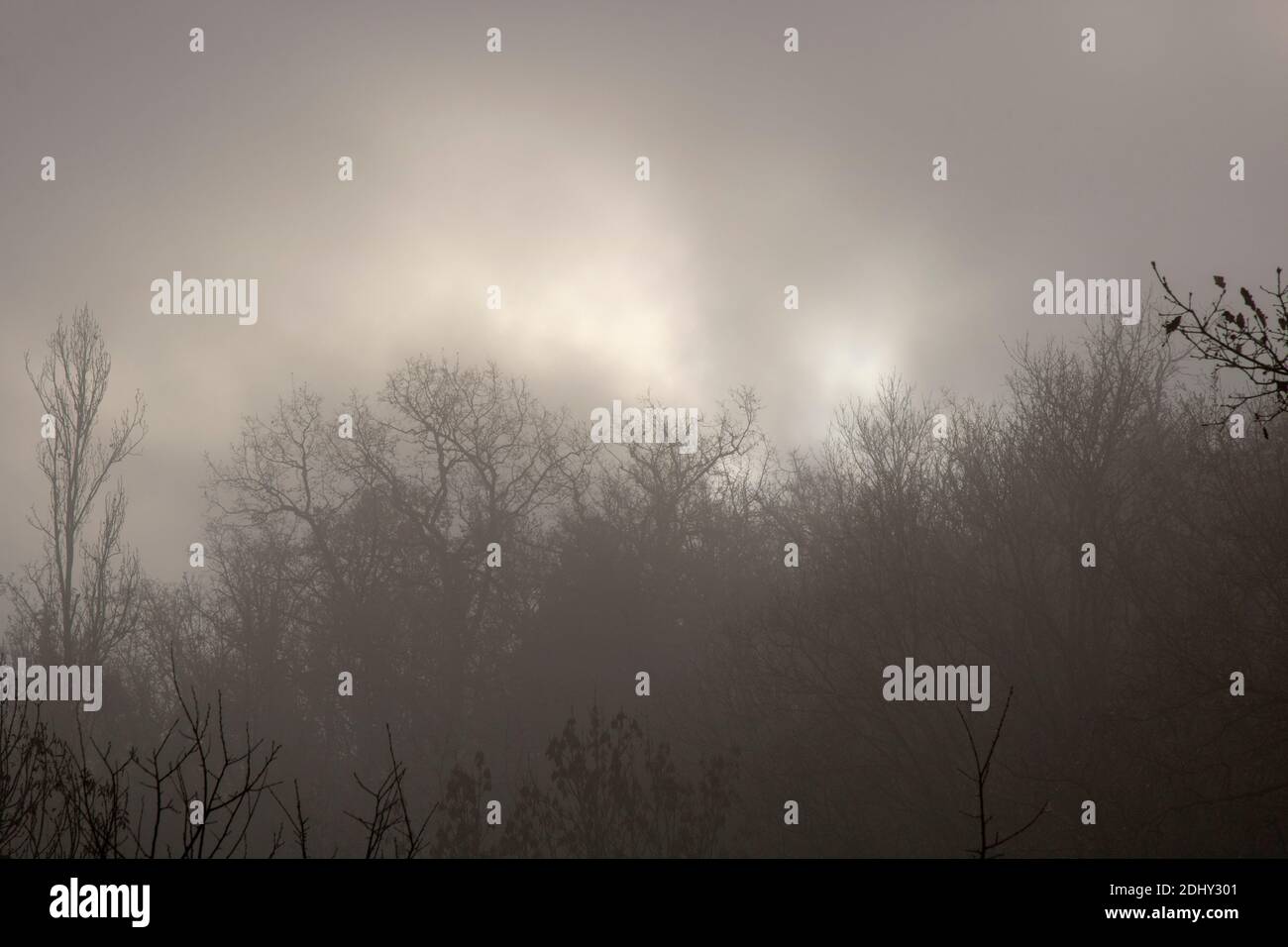 Foggy dark landscape showing some trees and branches Stock Photo - Alamy