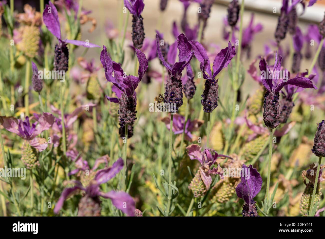Lavender main image 1