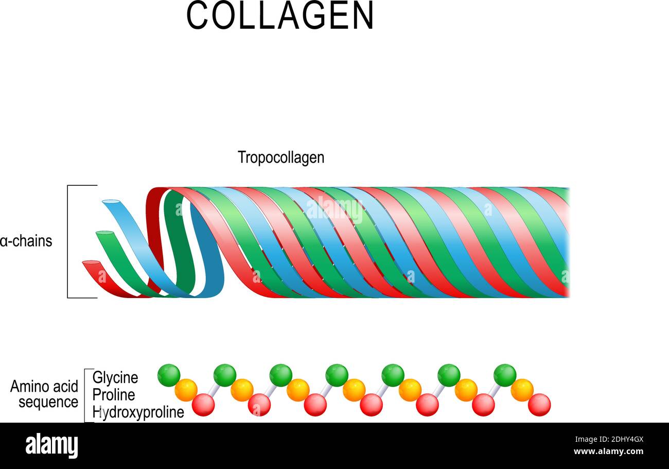 Collagen. Molecular structure. Three polypeptides coil to form tropocollagen. Tropocollagens bind together to form a fibril Stock Vector