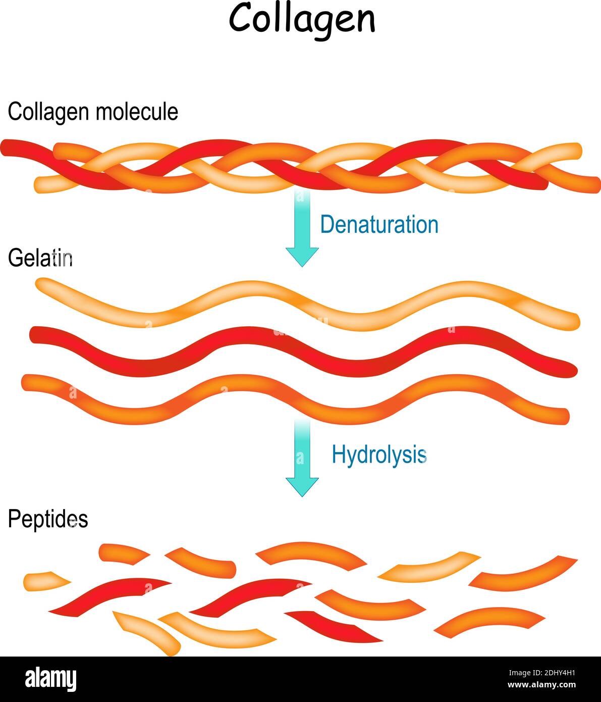 Collagen Hydrolysis and Denaturation. from Collagen molecule to Gelatin and peptides. Stock Vector