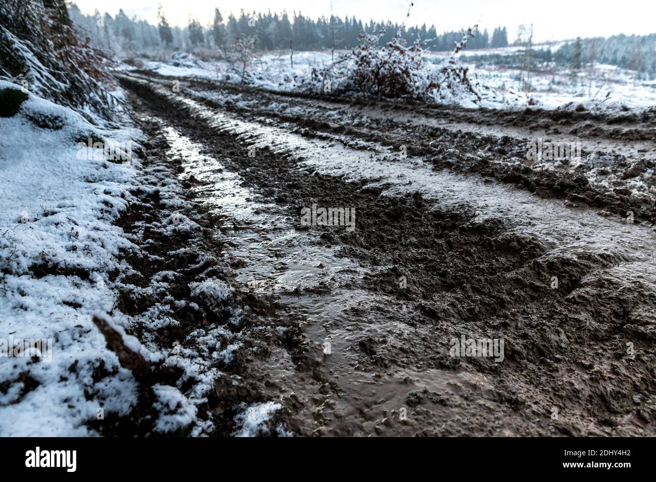 a muddy path of a forest harvester in the winter Stock Photo