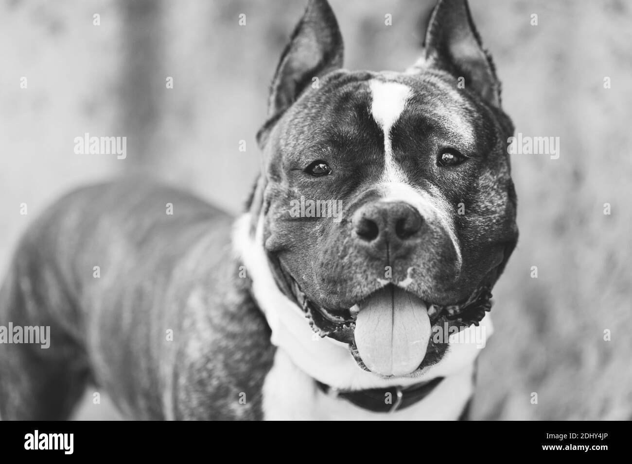 Adult Dog American Staffordshire Terrier Outdoor Close Up. black and white portrait. Stock Photo
