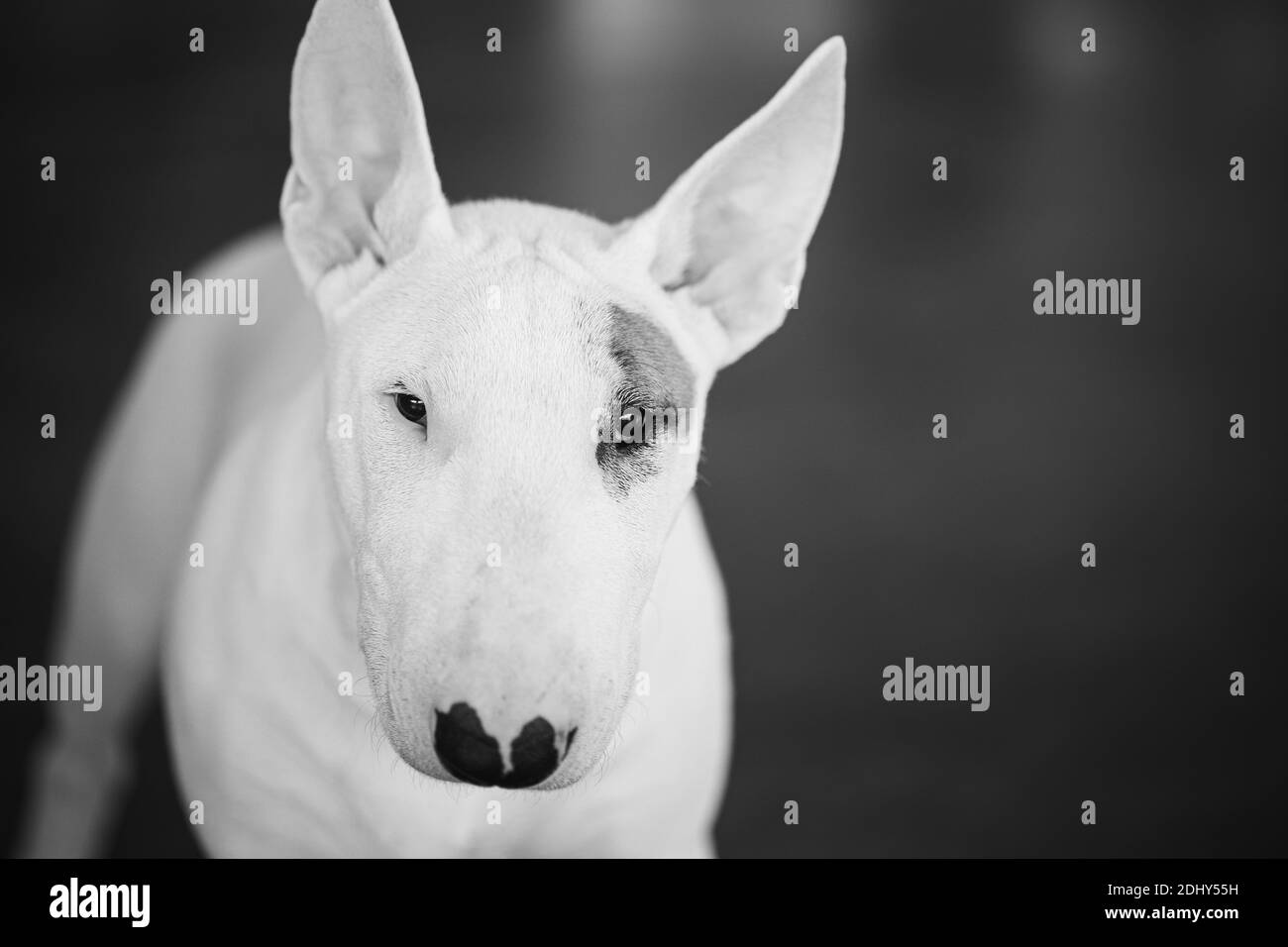 White Bullterrier Dog Portrait. black and white portrait Stock Photo ...