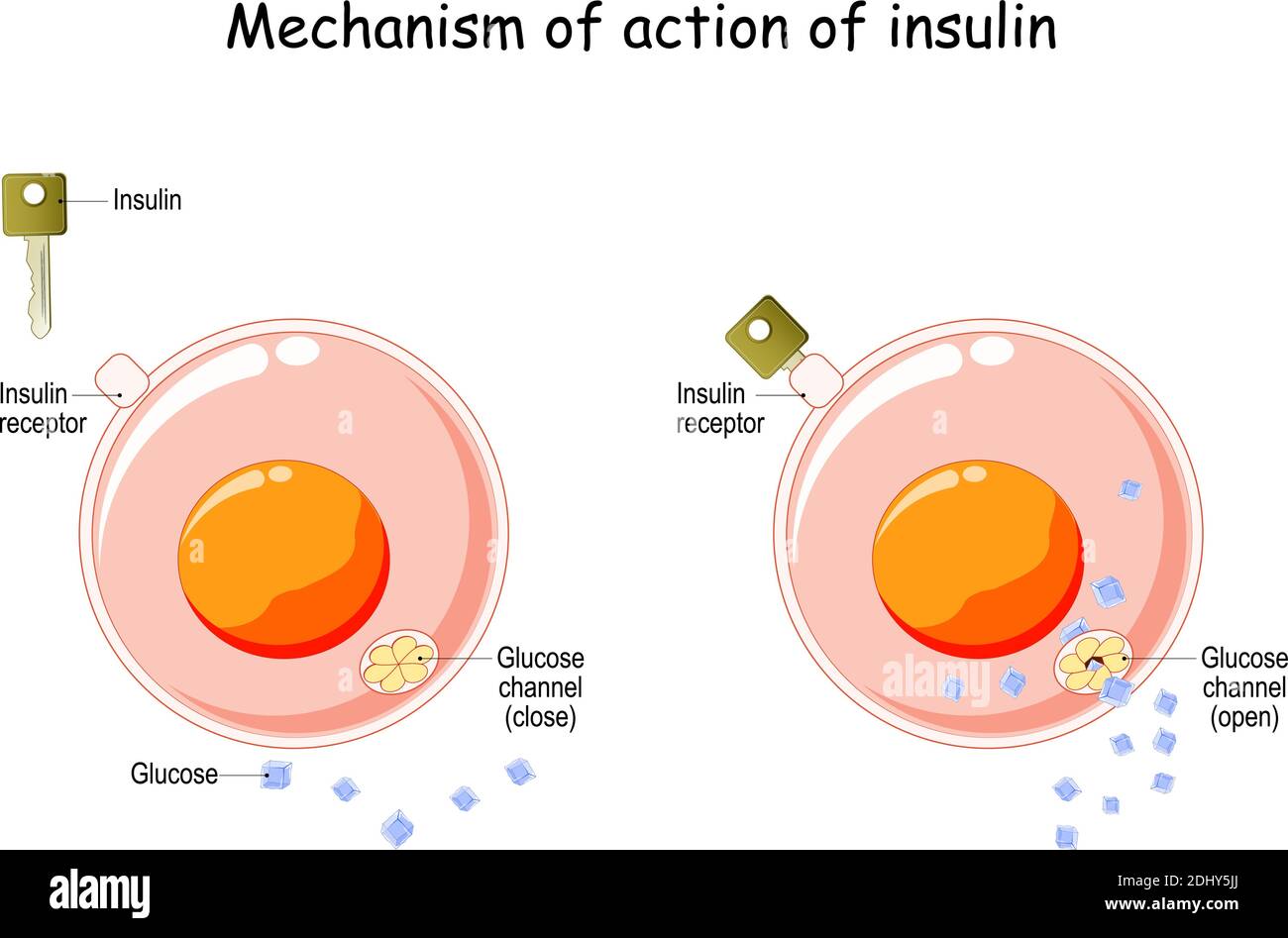 Mechanism Of Action Of Insulin