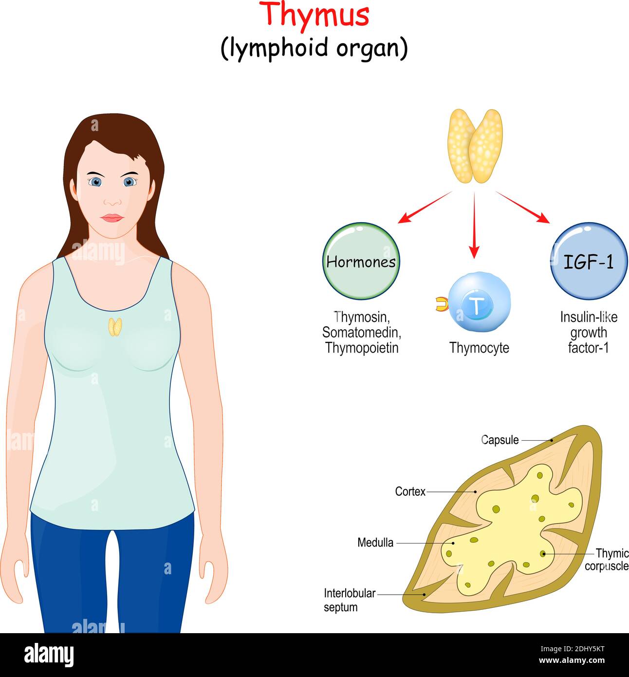 thymus. lymphoid organ of the human immune system. Structure, Location, and function of the thymus. Woman with highlight of thymus gland Stock Vector