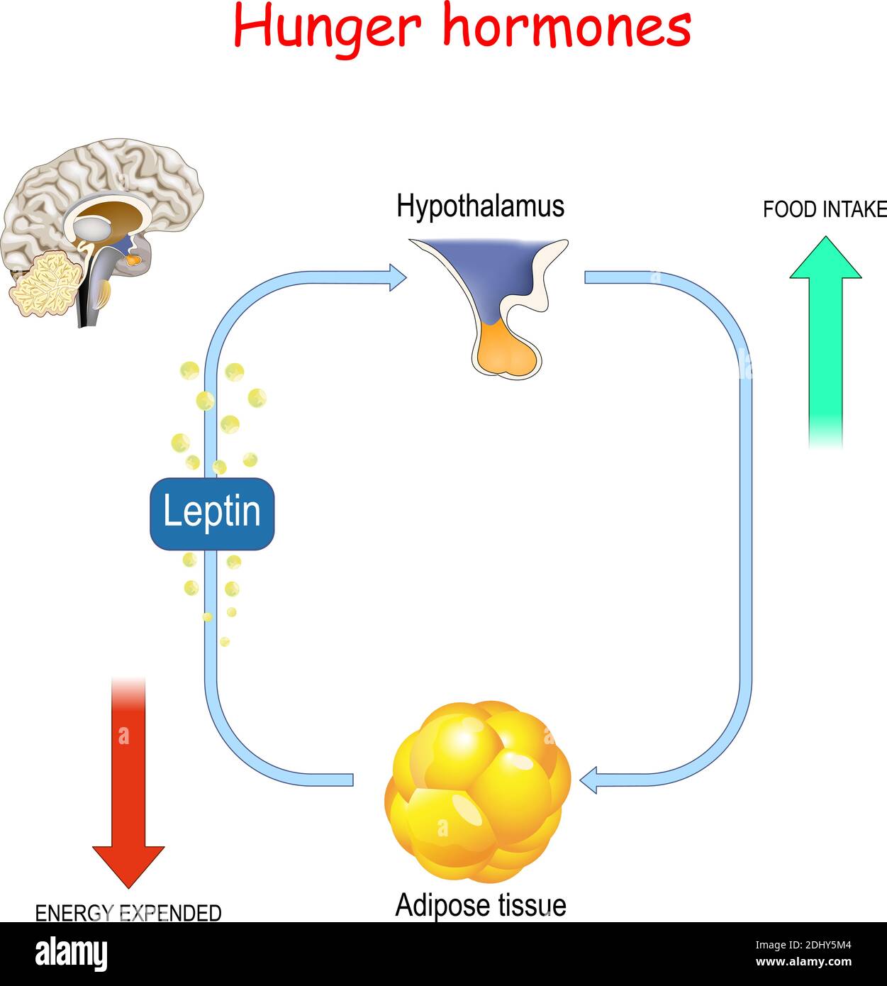 Adipose Tissue Diagram