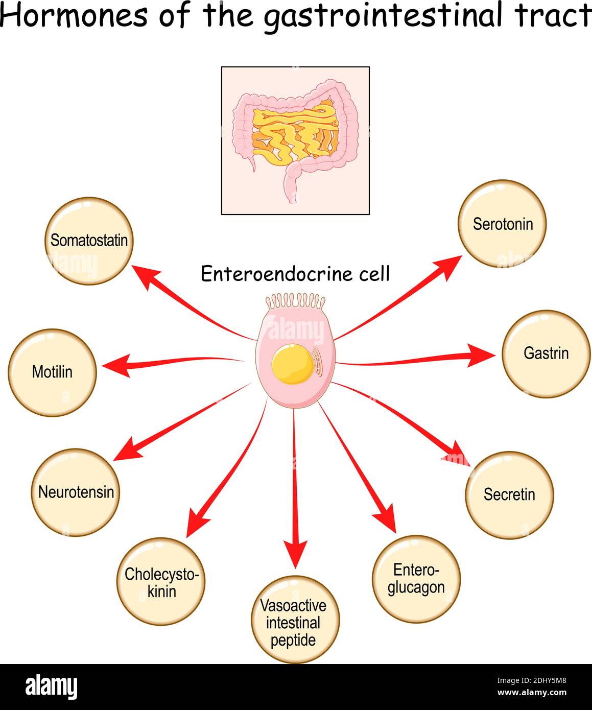 Hormones of the gastrointestinal tract and Enteroendocrine cell. Enterocyte. Human endocrine system. Vector illustration Stock Vector