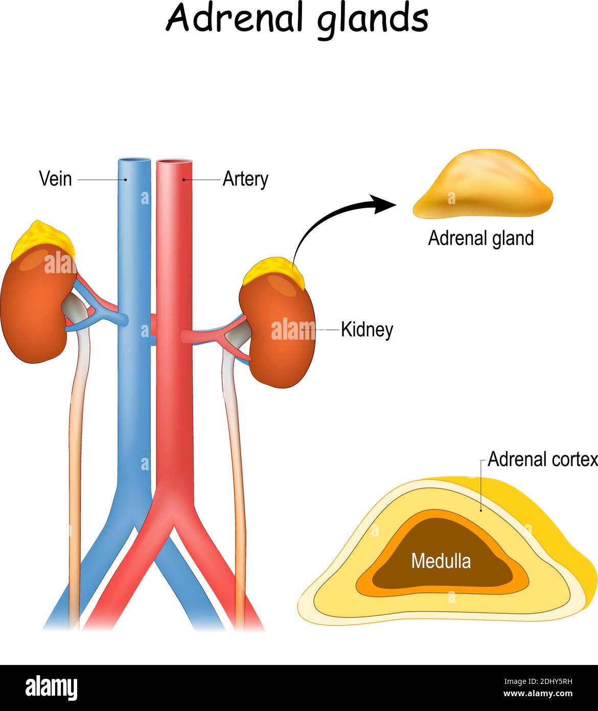 Adrenal glands anatomy. Kidney and ureter, aorta and Inferior vena cava. Structure and cross section of suprarenal glands. endocrine system. Stock Vector