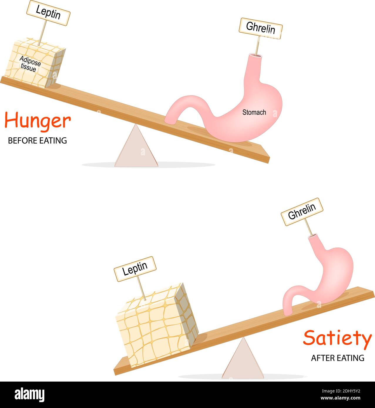 Ghrelin and Leptin. Human hormones before and after eating. Balance hormones that regulate Hunger and Satiety. Stock Vector