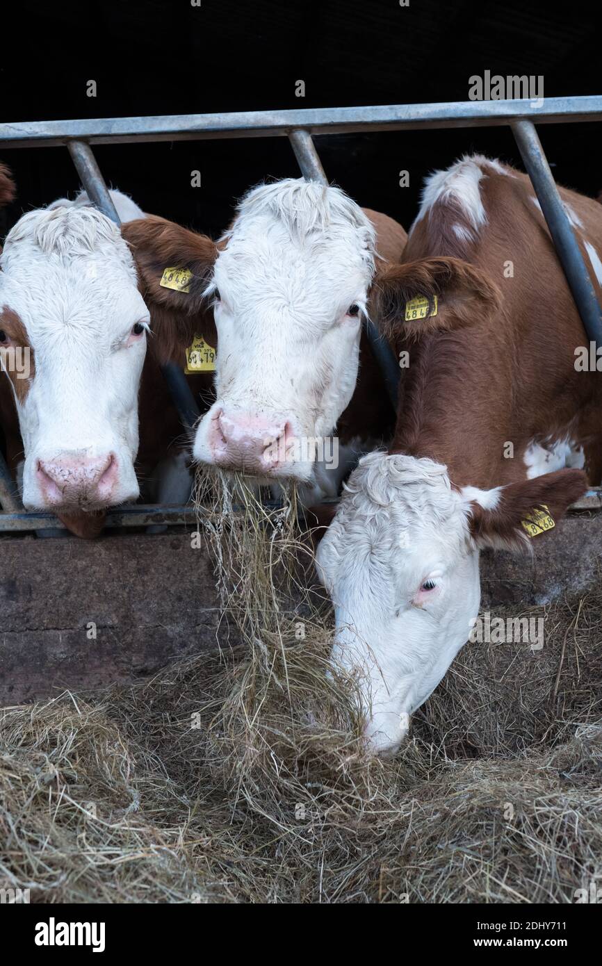 Feeding cattle in winter hires stock photography and images Alamy