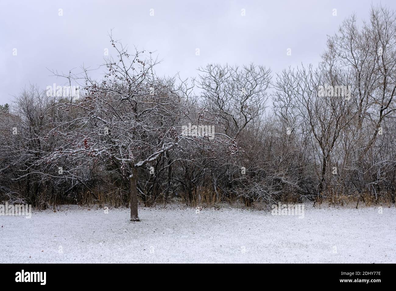Snow covered, wintry treeline on a gray winter's day in Ottawa, Ontario ...